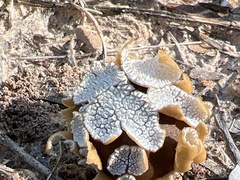 Lycoperdon marginatum