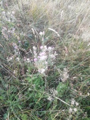 Carduus acanthoides