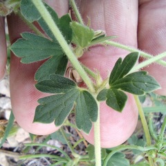 Geranium caespitosum