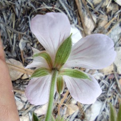 Geranium caespitosum