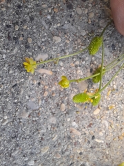 Halerpestes cymbalaria