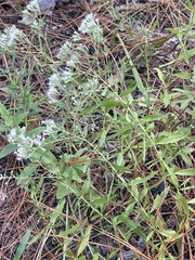 Eupatorium semiserratum