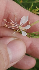 Oenothera lindheimeri