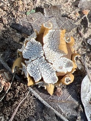 Lycoperdon marginatum