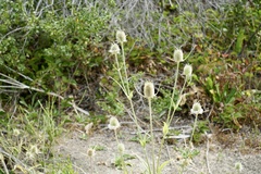 Dipsacus sativus