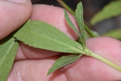 Eupatorium semiserratum
