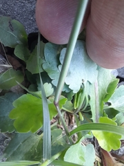 Halerpestes cymbalaria