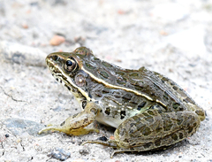 Lithobates blairi
