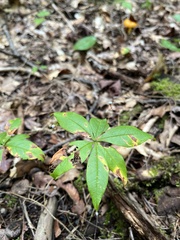 Lysimachia borealis
