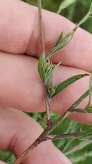 Oenothera lindheimeri