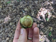 Carya ovata