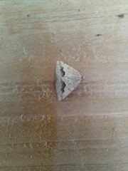 Frederickia s-signata