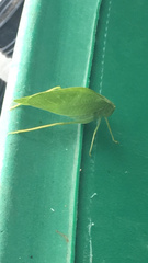 Microcentrum rhombifolium