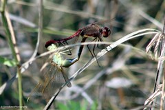 Sympetrum costiferum
