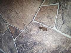 Scutigera coleoptrata