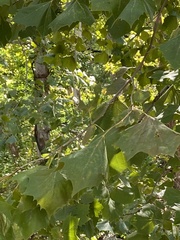 Platanus