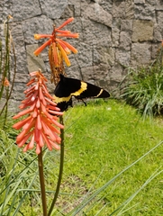 Papilio garamas garamas
