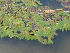 Potamogeton natans