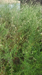 Oenothera lindheimeri