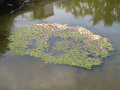 Potamogeton natans