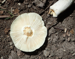 Russula