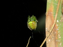 Araneus unanimus