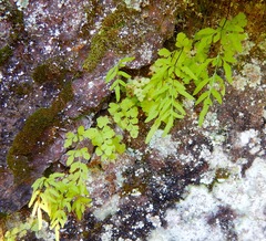 Cryptogramma stelleri