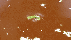 Pterygota