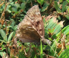Erynnis horatius