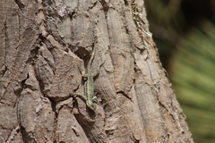Sceloporus grammicus