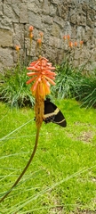 Papilio garamas garamas