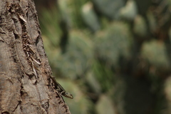 Sceloporus grammicus