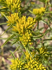 Flaveria campestris