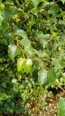 Betula pubescens