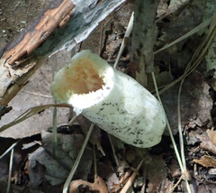Russula