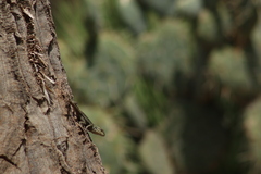 Sceloporus grammicus
