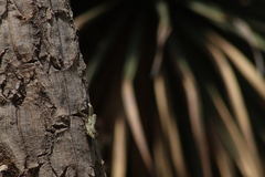 Sceloporus grammicus