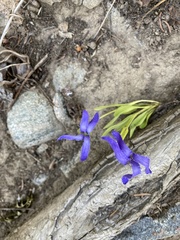 Gentianopsis