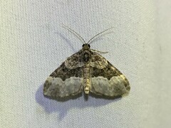 Euphyia intermediata