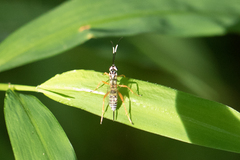 Lymeon orbus