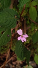 Impatiens