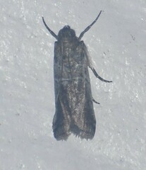 Chararica hystriculella