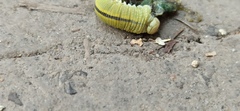 Cimbex femoratus