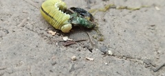 Cimbex femoratus