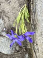 Gentianopsis