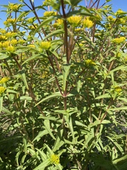 Flaveria campestris