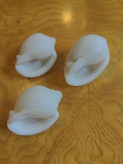 Semicassis granulata