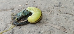 Cimbex femoratus