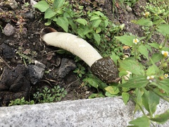 Phallus hadriani