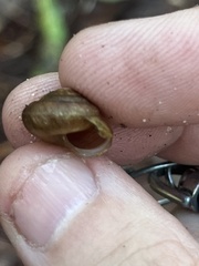 Bradybaena similaris